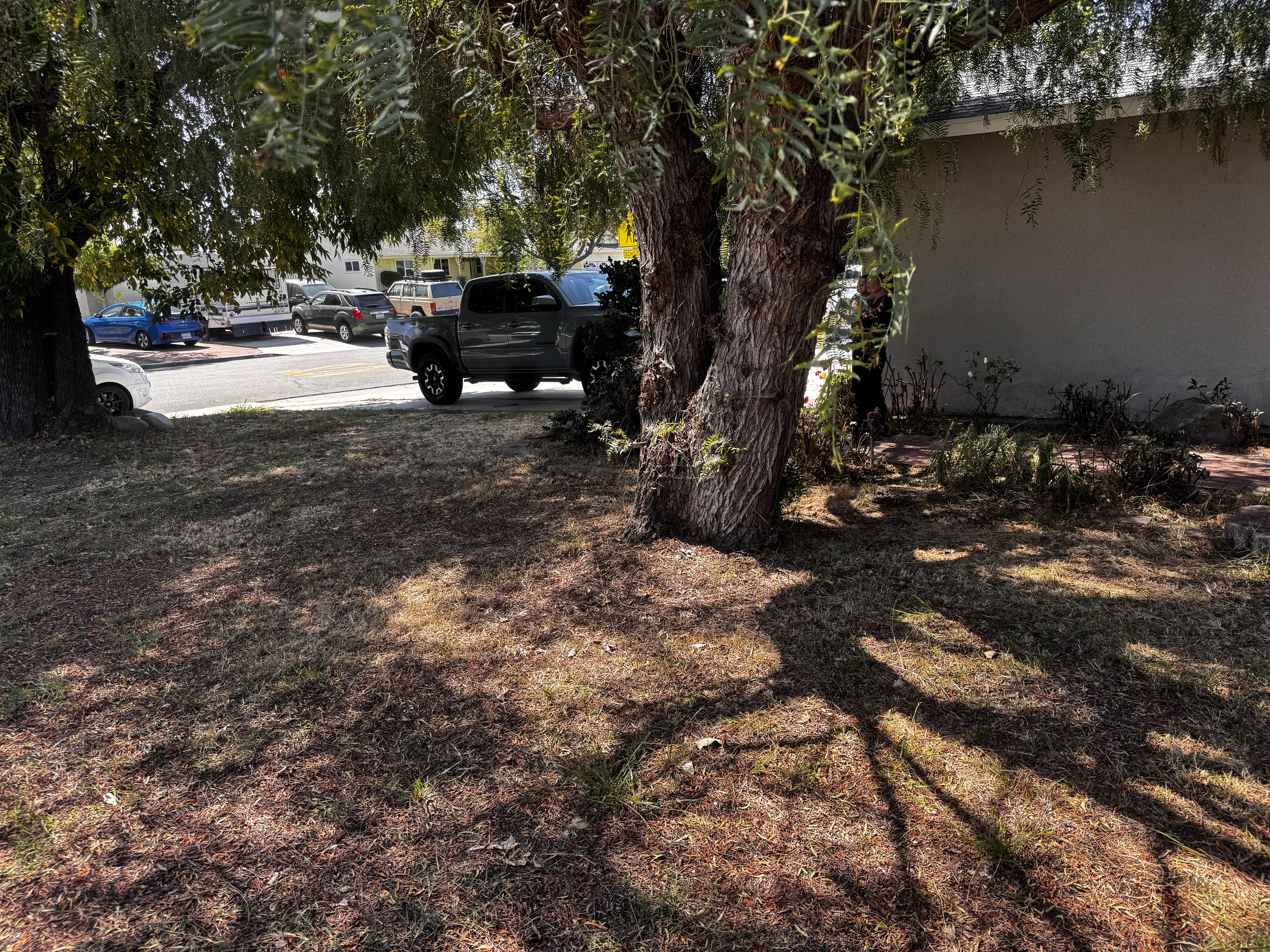Mature tree with surface roots near a home in Fontana — a common risk factor for sewer line root intrusion in the Inland Empire